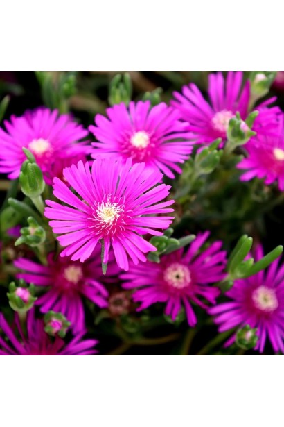 Делосперма лілово-рожева Сузіря